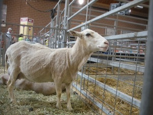 Goat at Fair